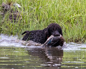 Ghillie Kezer