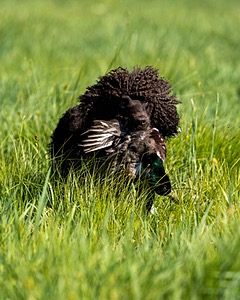 Ghillie Kezer