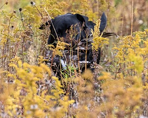 20191013-WCIL-0039.jpg