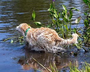 Rio Drager
