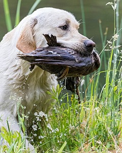Goose