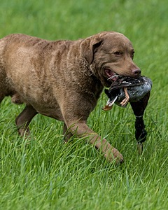 Hunter Law