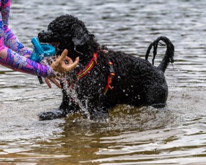 Ziva Hyres
