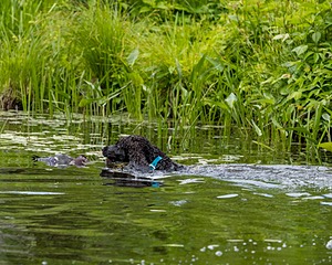Ghillie Kezer