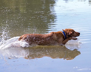 Chase