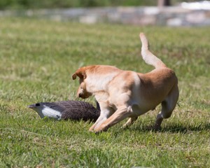 20130601-SHRL-0345.jpg