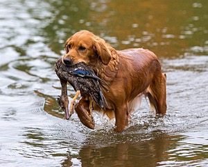 Canoe