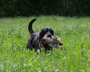 Scout Orlowski