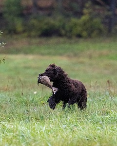 Ghillie Kezer