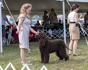 07 - GCH Castlehill's Ramblin' Rafael O'Crispin BN RA (Raffie)