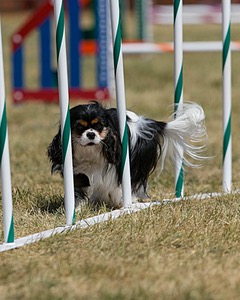 20150614-CCKC-1825.jpg