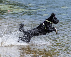 Dottie Notestine