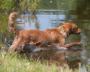 Canoe Terrill