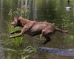 Monster Zajchowski