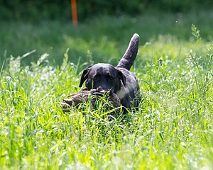 Pepper Ungar