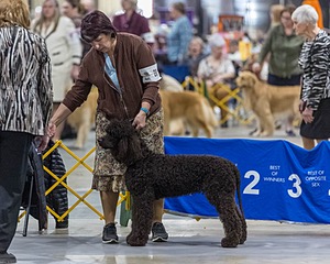 20 - POOLE'S IDE MAKING A SPLASH WITH CHANTICO (Ishka)