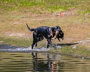 Brutus Culbertson