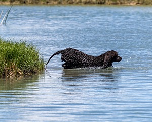 Ghillie