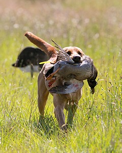 Gator Roche