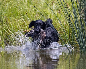 Crusoe Kuchinos