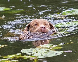 Hunter Law