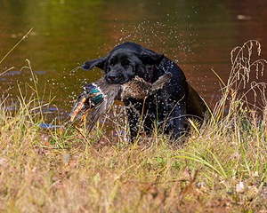 Shoreline's Dancing Girl (Sadie)