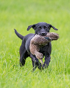 20170603-SHRL-1208.jpg