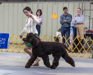 09 - GCH CH POOLE'S IDE RIPTIDE RI DS CGC (Rip)