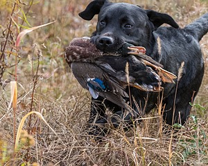 20191013-WCIL-0046.jpg