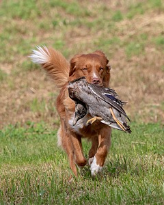 Ganser Baillargeon