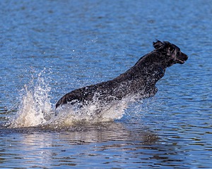 Ruger Bodine