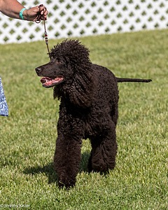 43 - GCH CH Chantico's Shelter From The Storm CD RA MX AXJ MXP2 MJP2 MJPB XF DS (Reef)