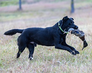 Ruger Harrelson