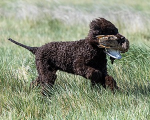 Ghillie