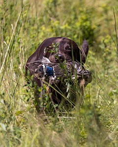 Baker Marsh