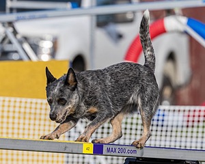 Bree Spetla