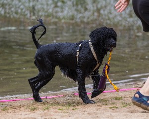 Ziva Hyres