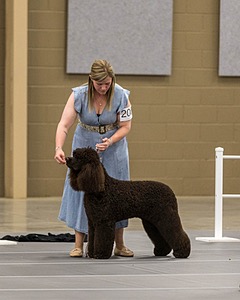 200 - GCH CH Poole’s Ide By Design