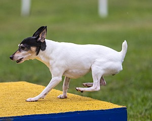 Dembay Pangman