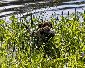 Moose Molle