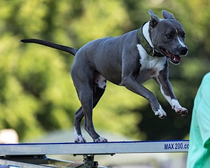Atticus Mechan