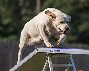Violet Duke