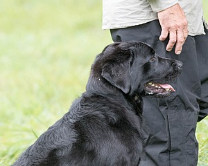Ranger schuko