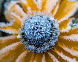 Black-Eyed Susan, Burlington, MA