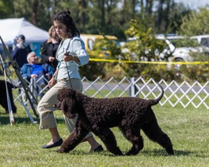 09 - GCH CH POOLE'S IDE DARK KNIGHT RN CGC TKN ATT (Oscar)