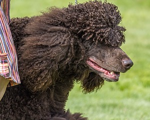 11 - GCH CH BREKKON'S FIRST MARK BN RN CGC TKN (Hunny)