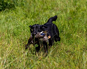 Mowgli