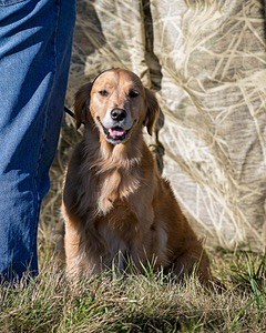 Josie