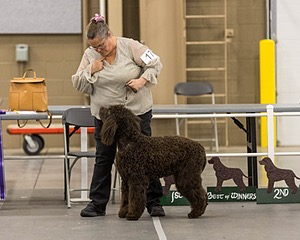 17 - Ballyhoo’s V Finnegan Mcneill BN FDC CA BCAT DS DJ CGCA TKN VHMA JH JHU WD