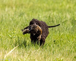 Ghillie